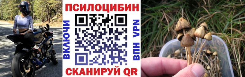 Галлюциногенные грибы Psilocybine cubensis  Купить  Стерлитамак 
